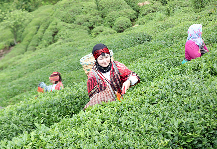 Rize