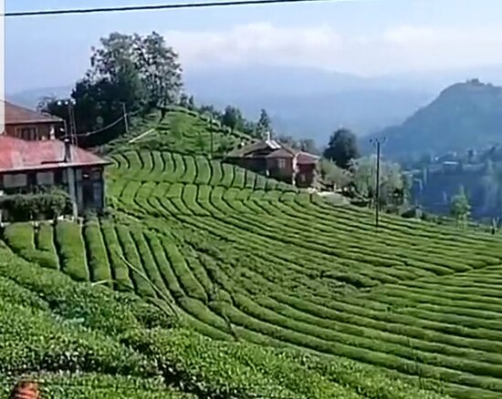 Rize Çayı